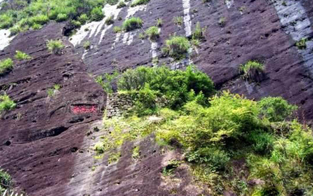 有关方面考证,现今生长在武夷山天心岩九龙窠一处的武夷山大红袍母树